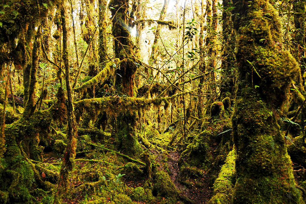 Mosslands on the trek toward Carstensz Pyramid