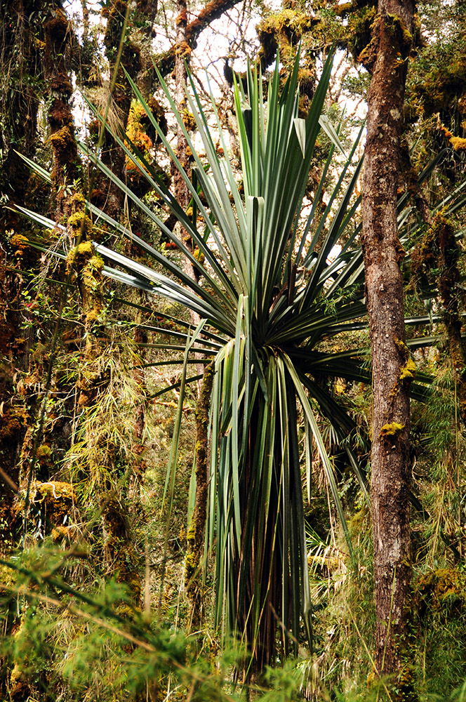Palm-like tree growing among the mosslands of Papua
