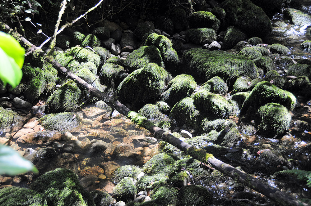 Moss-covered rocks and creek in the rainforest