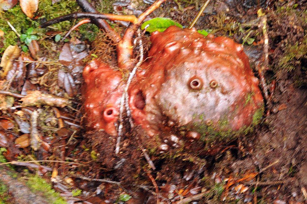 Unusual roots and vegetation in the Carstensz Pyramid mosslands