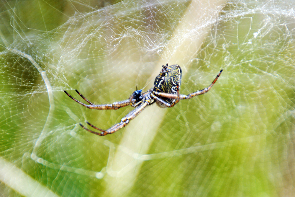 Large spider in the rainforest of Papua