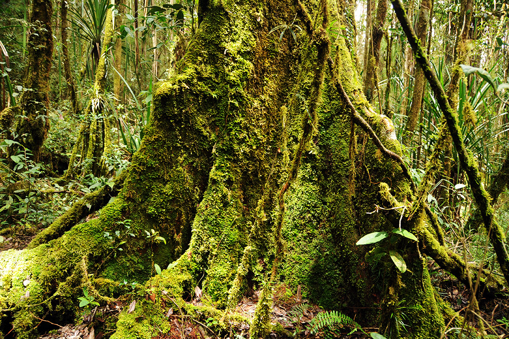 Moss-covered tree in the rainforest of Papua