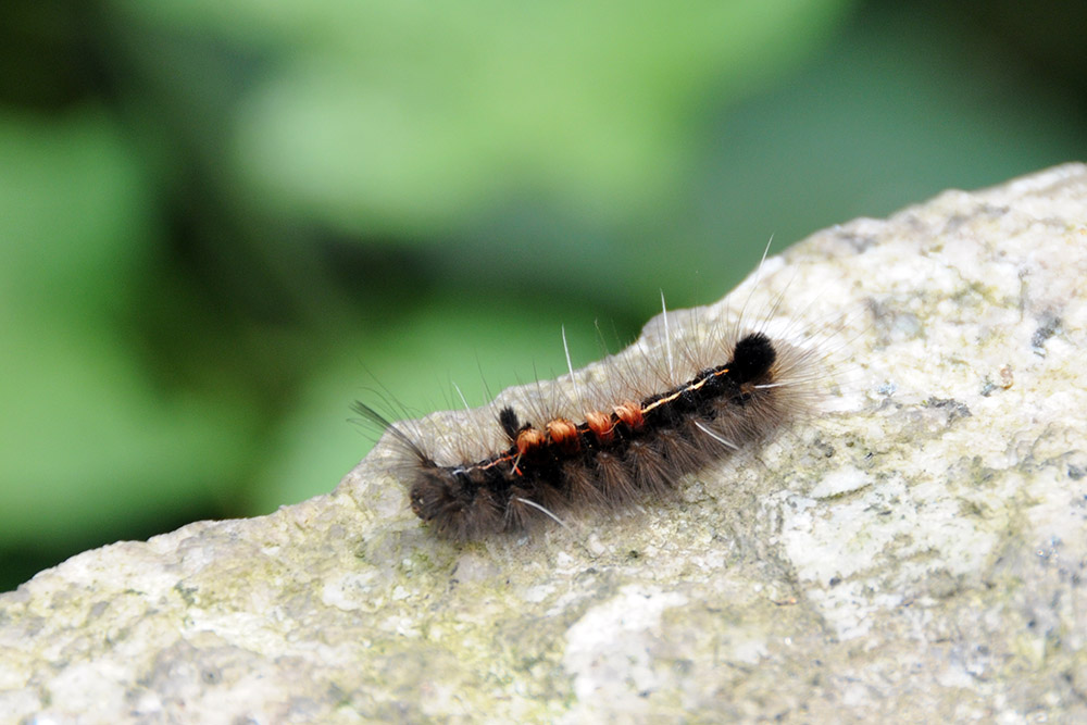 Hairy caterpillar photographed in China