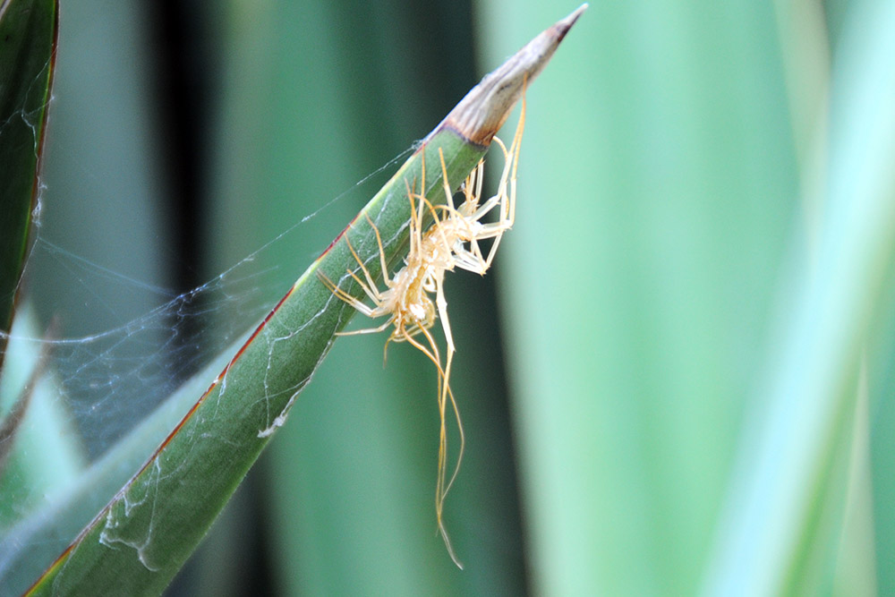 Centipede photographed in China