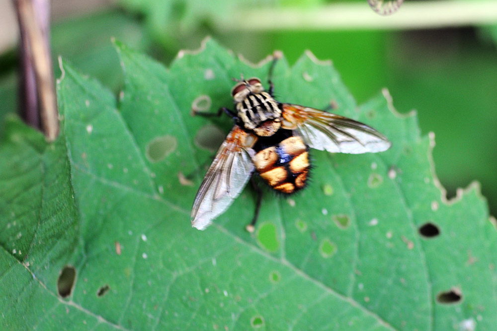 Large fly photographed in China