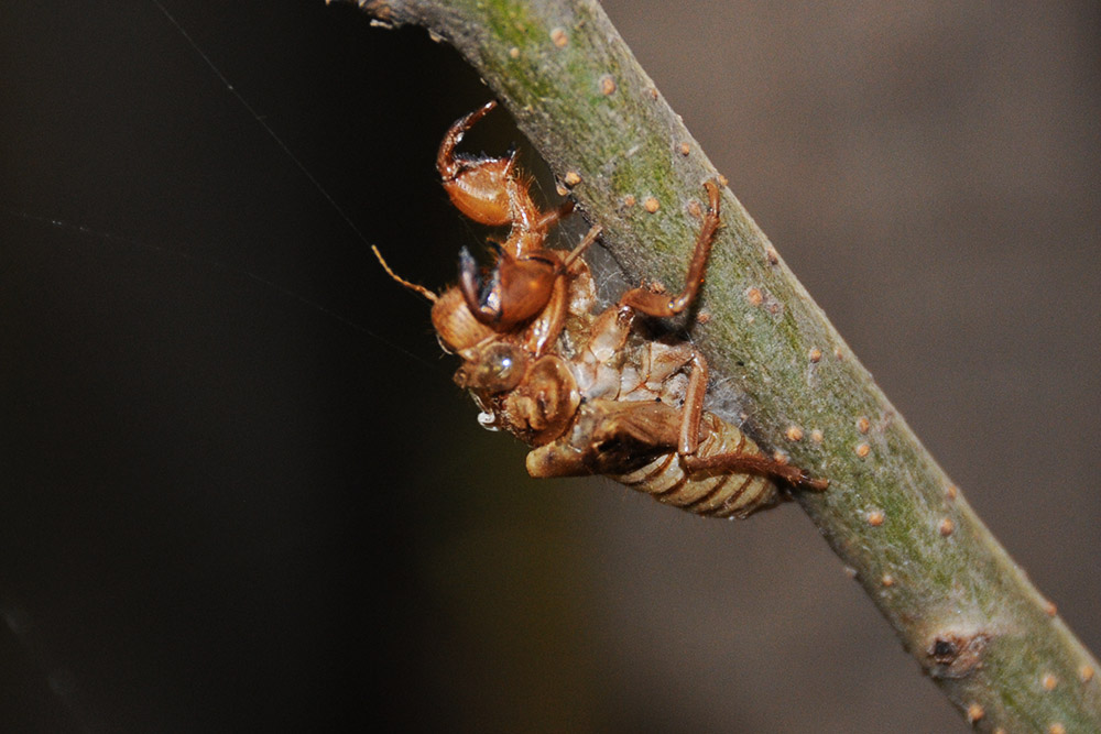 Empty insect shell photographed in China