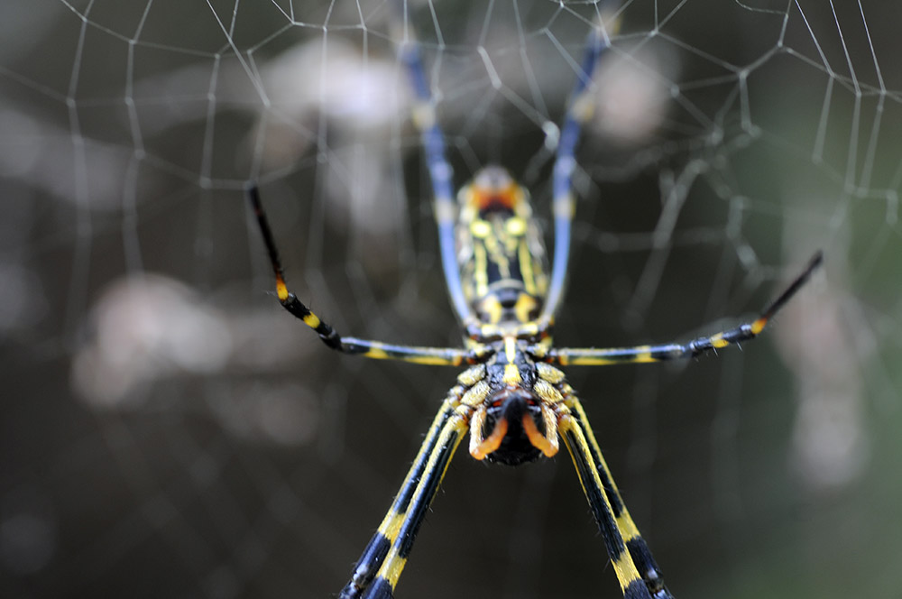 Spider photographed in China