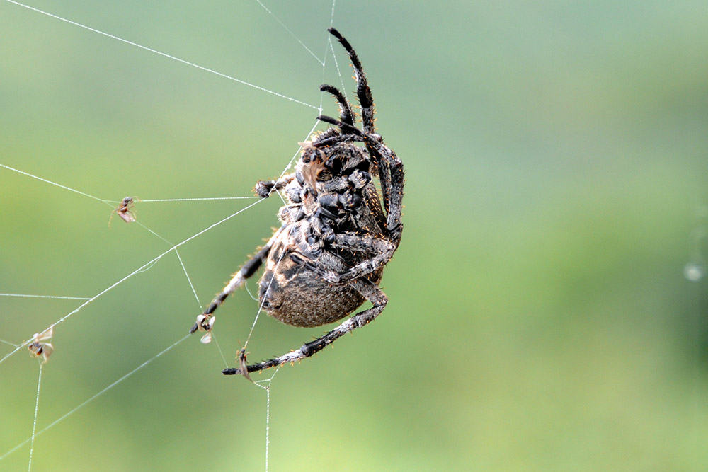 Large spider encountered along the Great Wall of China