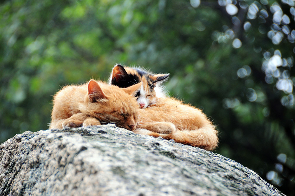 Cats high on Mount Huashan