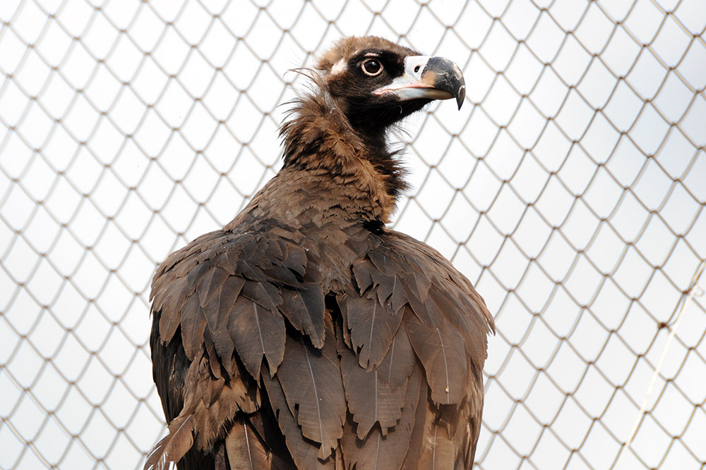 Large unidentified bird at the Zhouzhi wildlife center