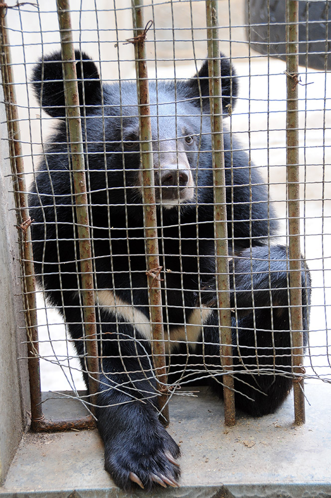 Asian black bear at the Zhouzhi wildlife center in China