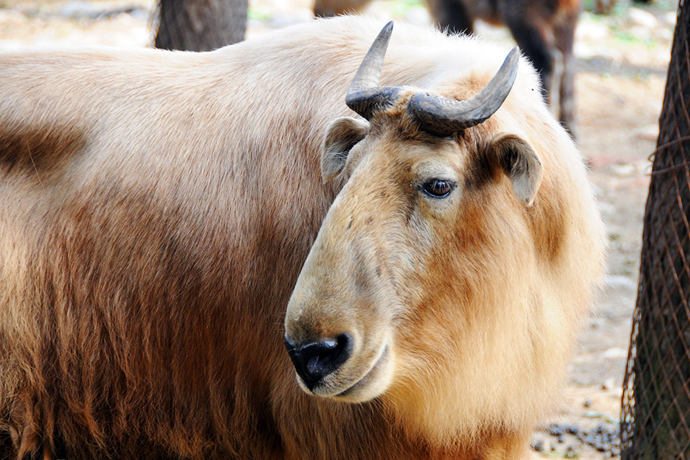 Golden takin at the Zhouzhi wildlife center in China