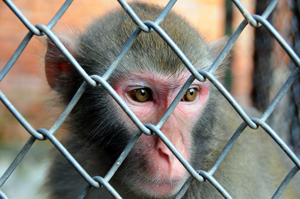 Monkey at the Zhouzhi wildlife center in China