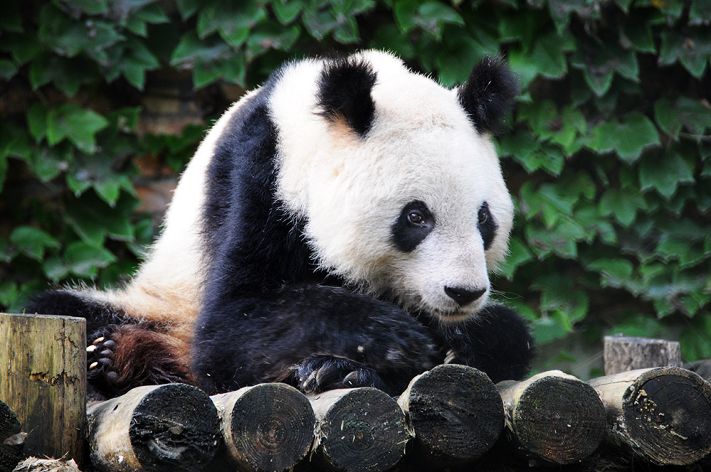 Giant panda resting at the Zhouzhi wildlife center