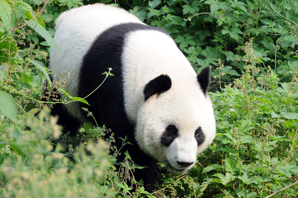 Giant panda at the Zhouzhi wildlife center in China