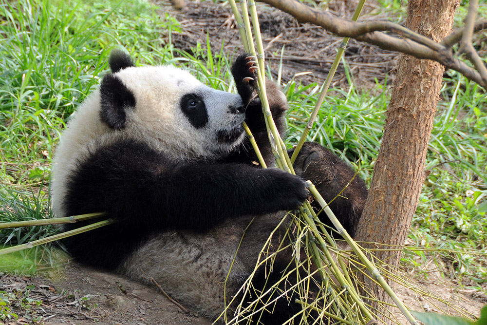Giant panda eating at the Zhouzhi wildlife center