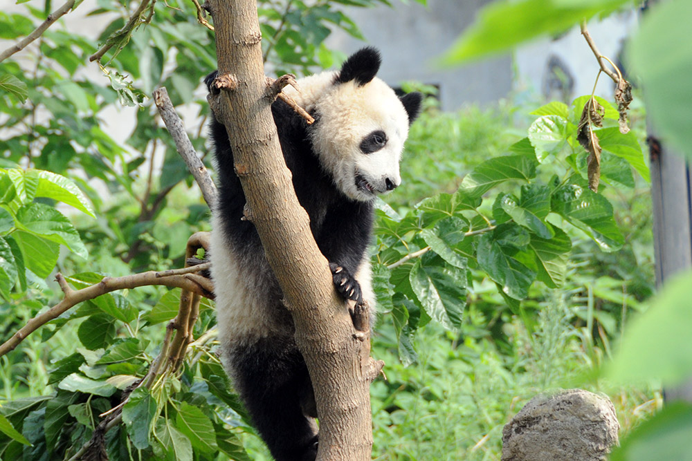 Giant panda at the Zhouzhi wildlife center
