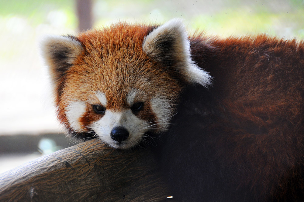 Red panda at the Zhouzhi wildlife center in China