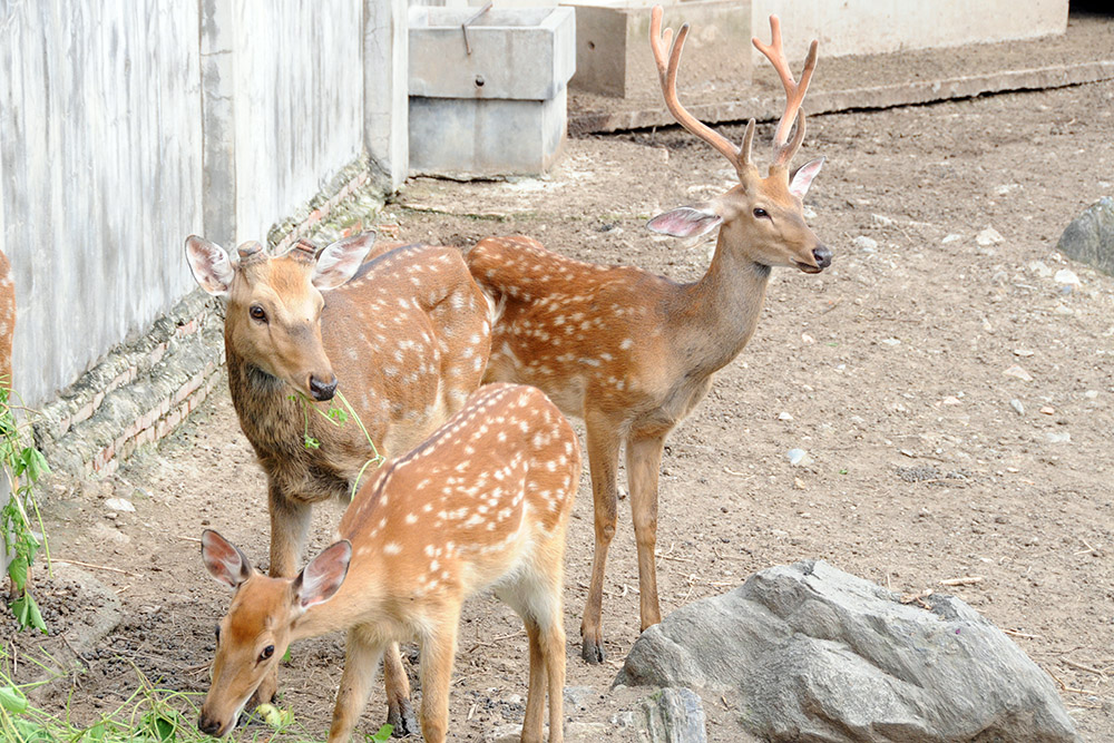 Deer at the Zhouzhi wildlife center in China