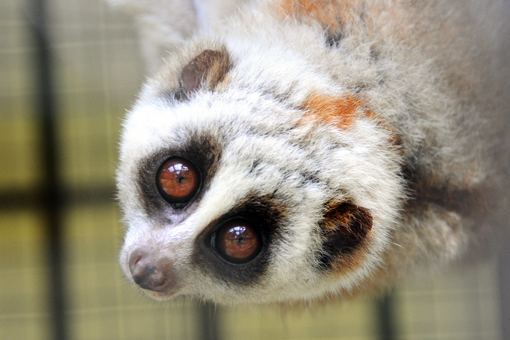 Mammal at the Zhouzhi wildlife center in China