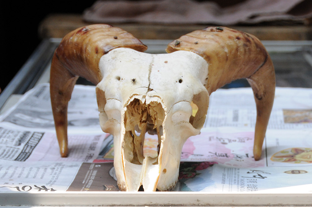 Animal skull at a meat market in Xi'an