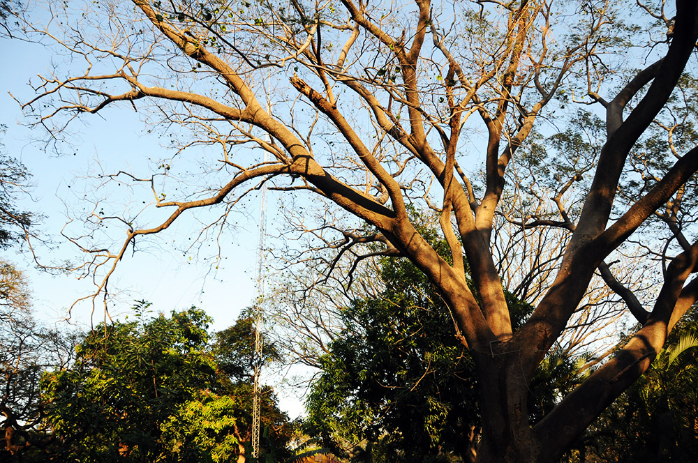 Iguana high in a tree in Santa Marta Colombia