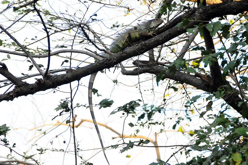 Iguana in Santa Marta Colombia