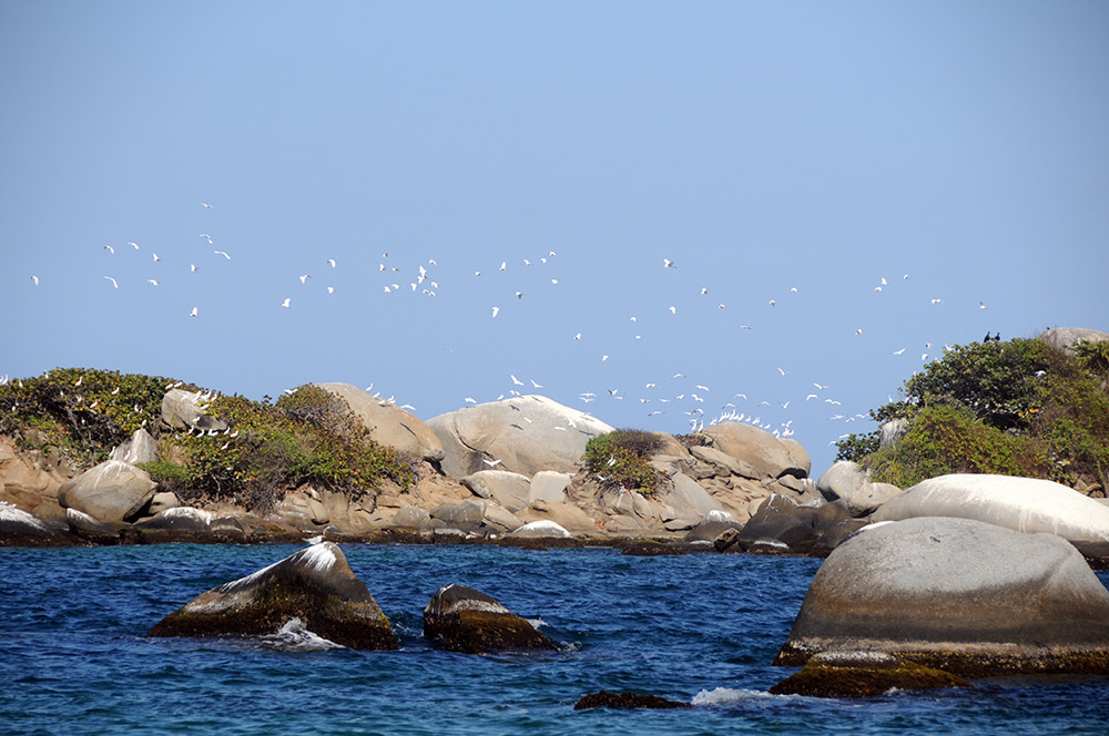 Coastal birds in Tayrona National Park Colombia