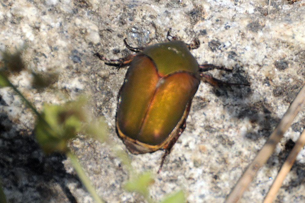 Beetle in Tayrona National Park Colombia