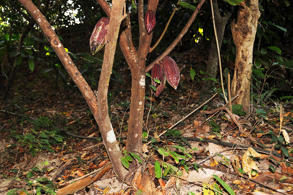 Cacao growing in Tayrona National Park Colombia