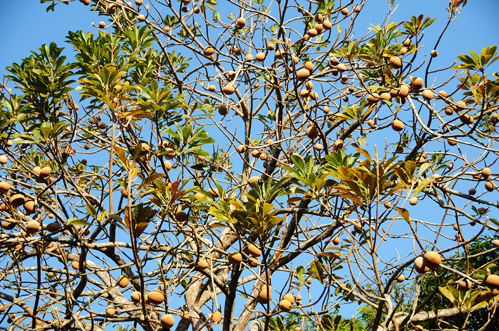 Fig tree in Tayrona National Park Colombia