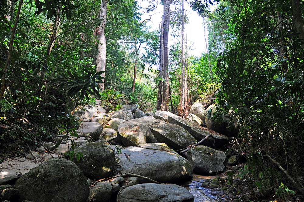 Jungle in Tayrona National Park Colombia