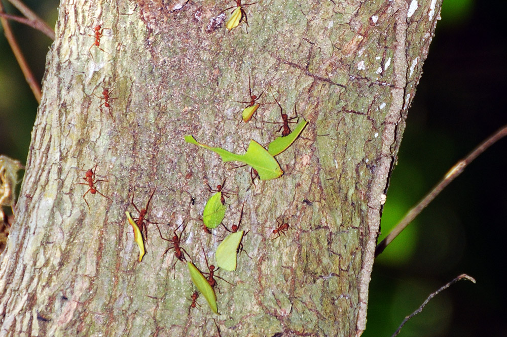 Leafcutter ants in Tayrona National Park