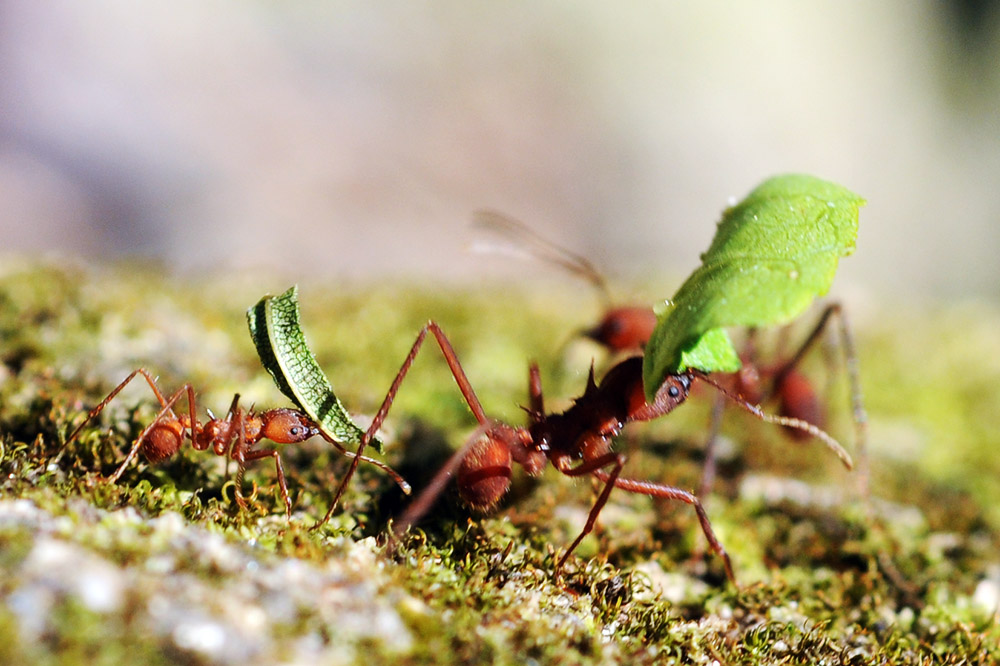 Leafcutter ants carrying leaves in Colombia