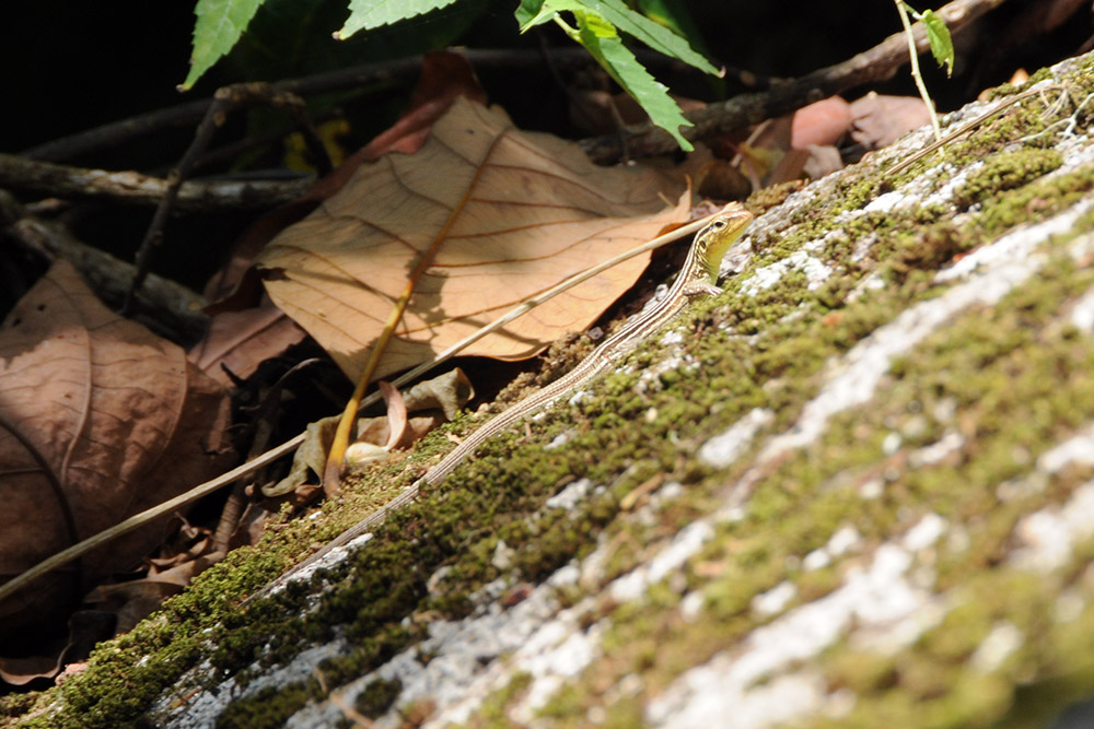 Lizard in Tayrona National Park Colombia