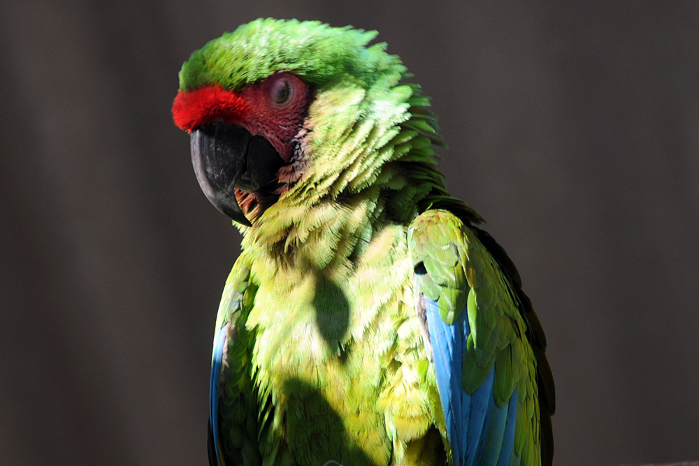 Parrot in Tayrona National Park Colombia