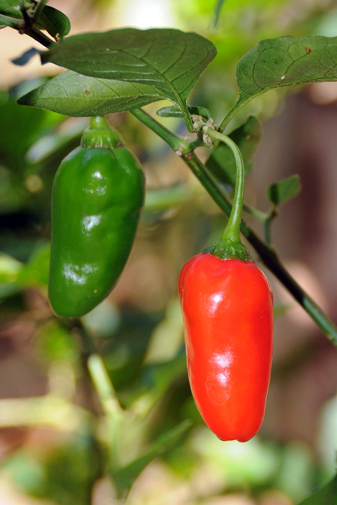 Peppers growing in Tayrona National Park Colombia