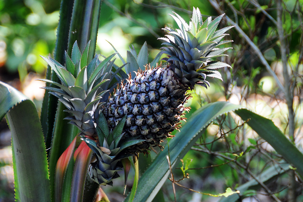 Pineapple growing in Tayrona National Park Colombia