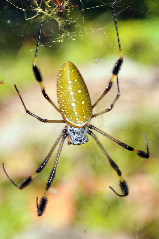 Spider in Tayrona National Park Colombia