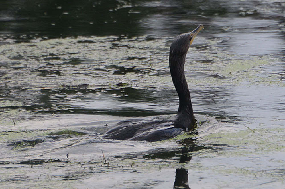 Cormorant in Denver Colorado