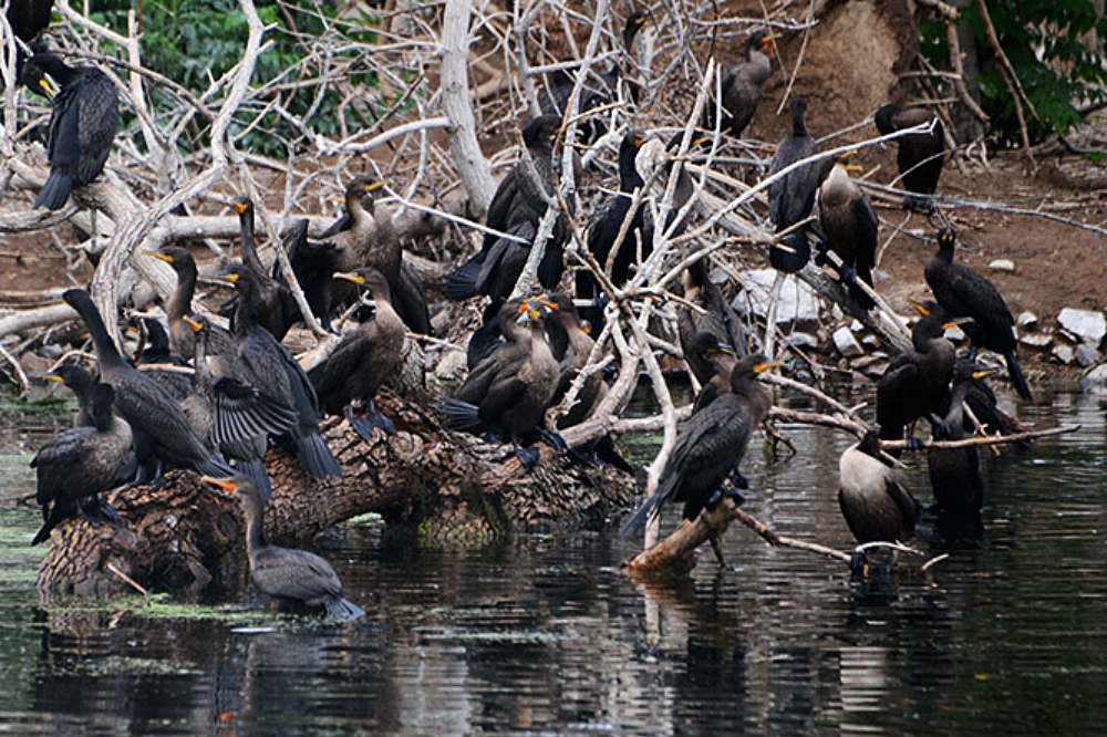 Cormorants in Denver City Park