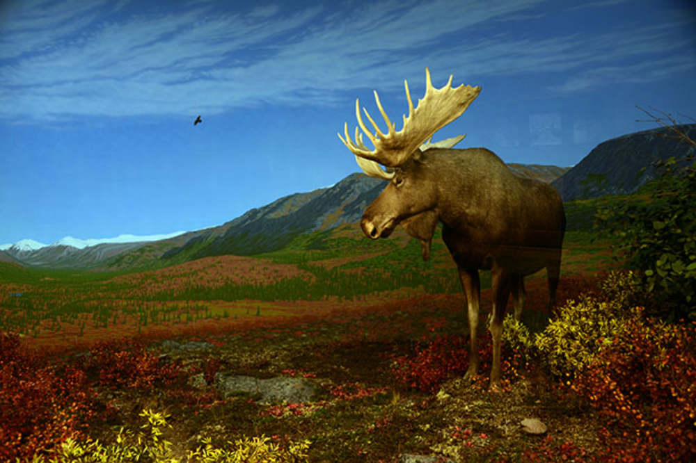 Moose exhibit at the Denver Museum of Nature and Science