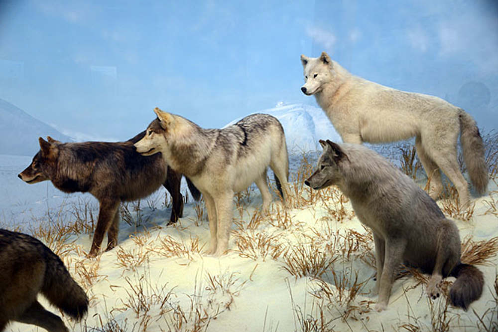 Wolf exhibit at the Denver Museum of Nature and Science