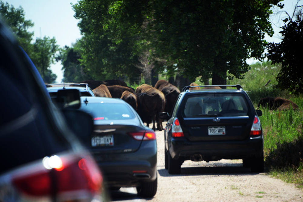 Bison at Rocky Mountain Arsenal National Wildlife Refuge
