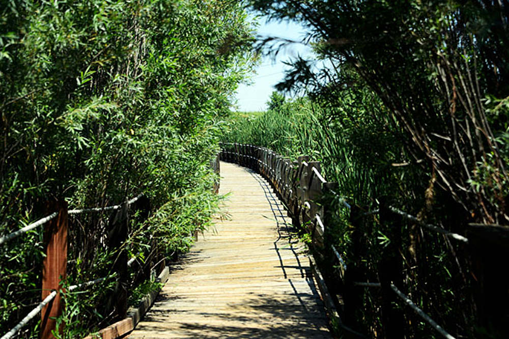 Boardwalk at Rocky Mountain Arsenal National Wildlife Refuge