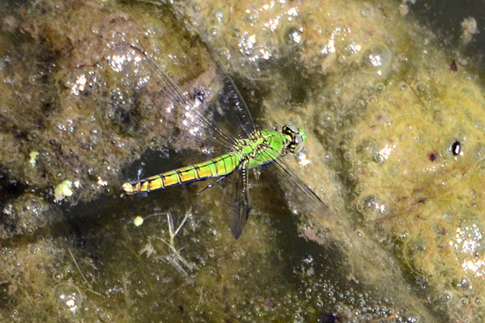 Dragonfly at Rocky Mountain Arsenal National Wildlife Refuge
