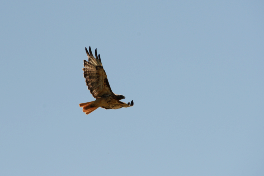 Hawk at Rocky Mountain Arsenal National Wildlife Refuge