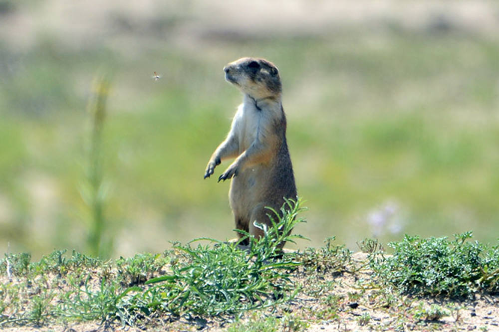Prairie dog at Rocky Mountain Arsenal National Wildlife Refuge