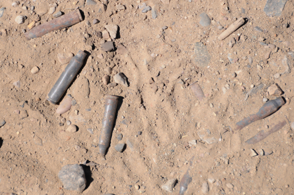 Bullet shells on the ground in western Colorado
