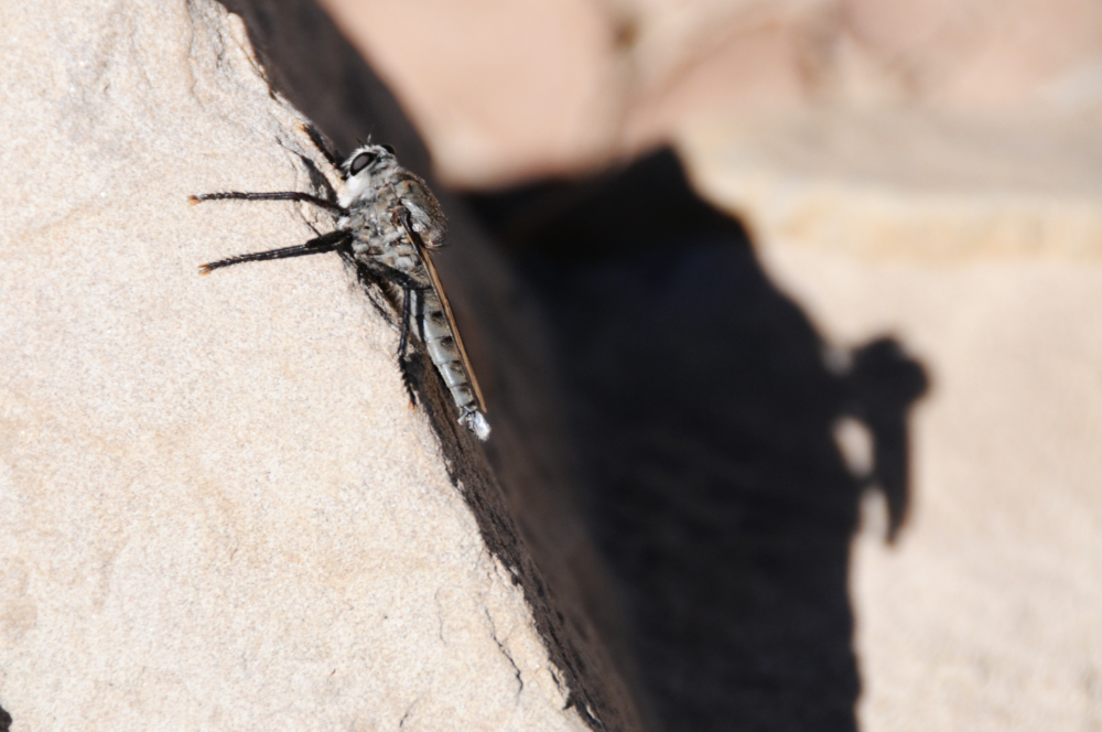 Horsefly in western Colorado